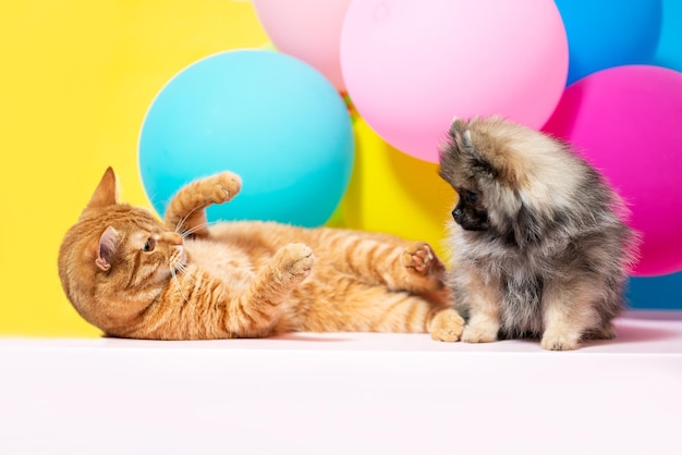 Piccolo cucciolo di spitz di Pomerania con un gatto rosso britannico adulto su uno sfondo colorato