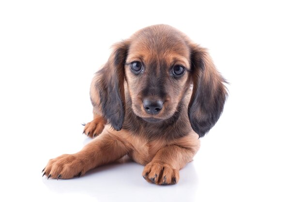 Piccolo cucciolo di tacchino