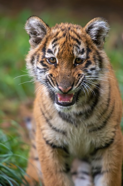 Piccolo cucciolo di tigre allo stato brado