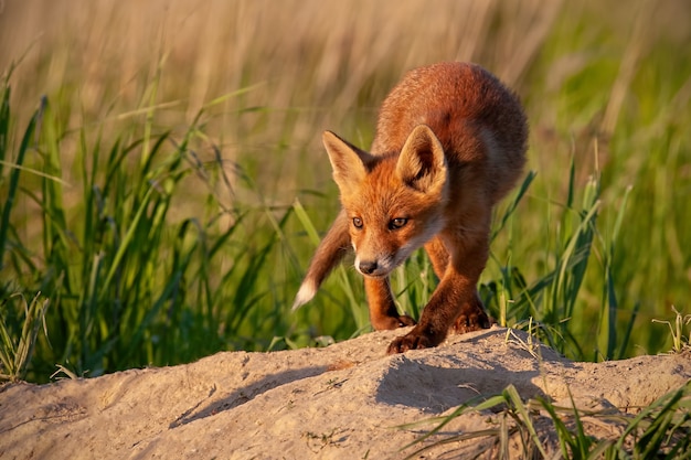Piccolo cucciolo di volpe rossa che cammina in avanti vicino alla tana nella natura primaverile al tramonto.