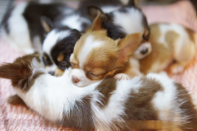 Piccolo cucciolo dorme