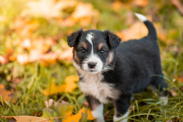 Piccolo cucciolo giocoso nel parco d'autunno. Ritratto di piccolo cagnolino divertente