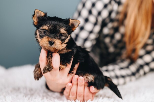 Piccolo cucciolo in mani su sfondo blu Yorkshire Terrier multicolore Pet Dog Care Concept