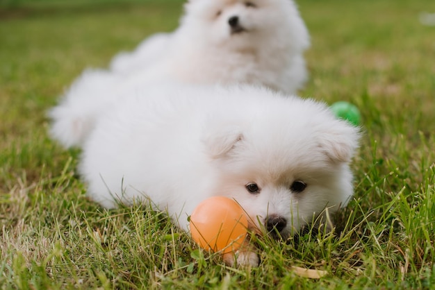 Piccolo cucciolo lanuginoso bianco che gioca con una palla di colore. Adorabile cucciolo di cane Pomsky