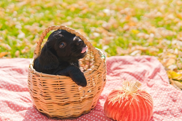 Piccolo cucciolo nero sul prato verde con foglie di autunno