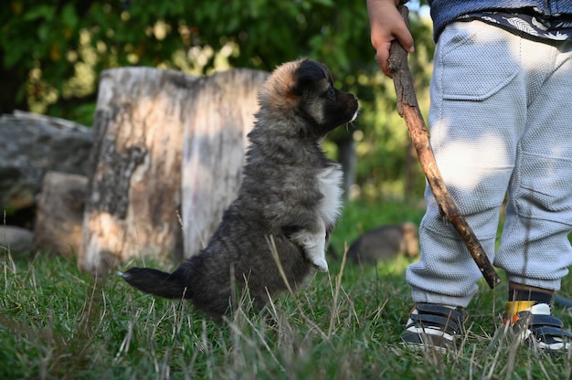 Piccolo cucciolo scuro che cammina sul prato.