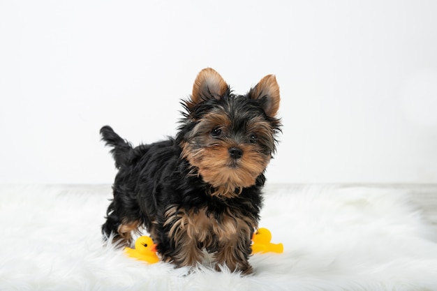 Piccolo cucciolo si trova in una stanza con un bellissimo interno