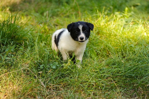 Piccolo cucciolo sveglio che cammina sull'erba verde