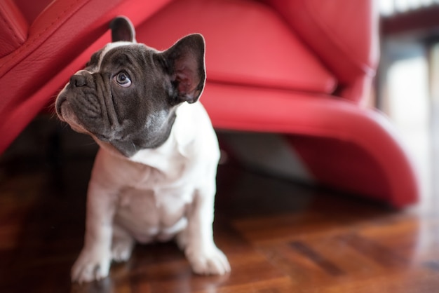 Piccolo cucciolo sveglio del bulldog francese che si siede sul pavimento