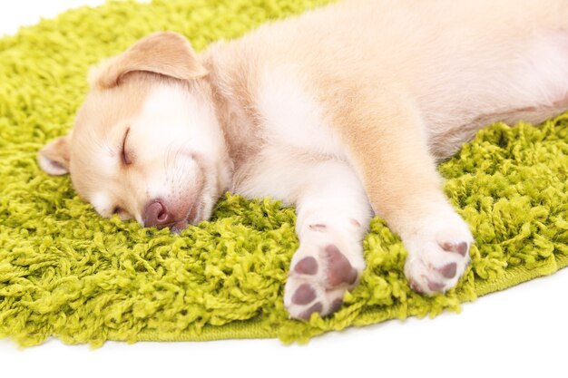 Piccolo cucciolo sveglio del documentalista dorato sul tappeto verde, su fondo bianco