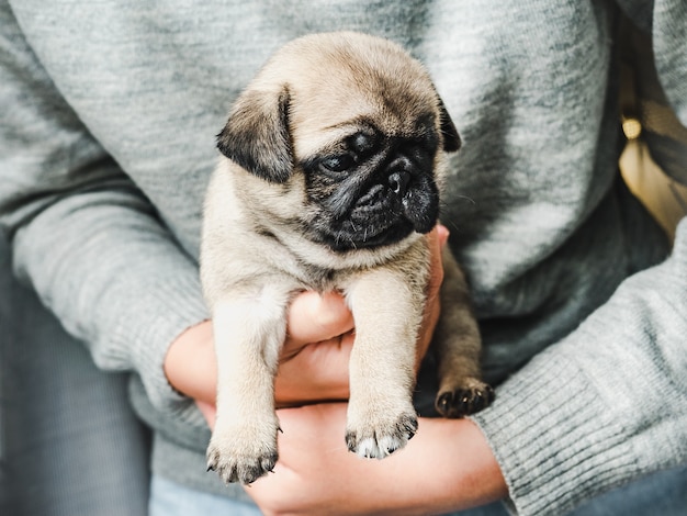 Piccolo cucciolo sveglio tenuto dal suo proprietario