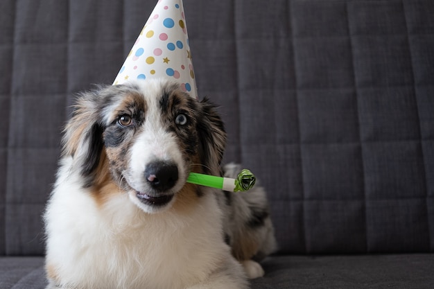 Piccolo divertente carino pastore australiano blue merle cucciolo di cane che indossa il cappello del partito.