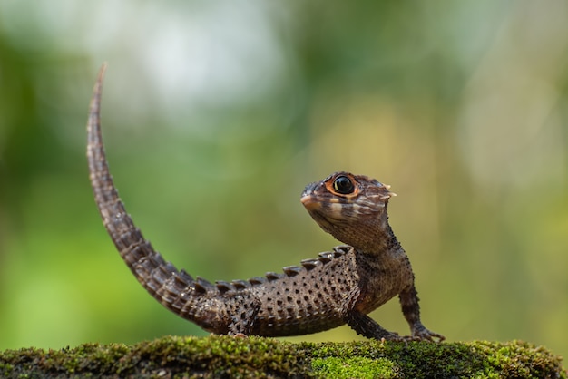 piccolo drago dall'indonesia orientale, scinco coccodrillo