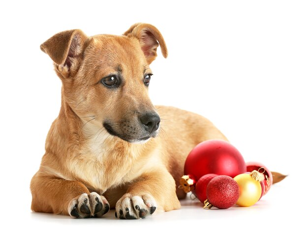 Piccolo e divertente cane carino con giocattoli di Natale, isolato su bianco