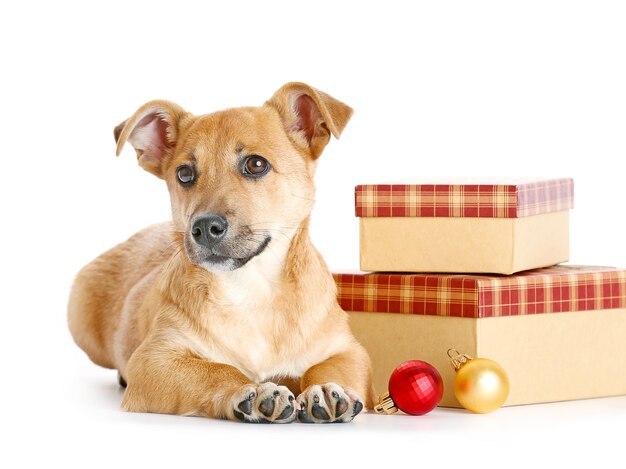 Piccolo e divertente cane carino con regali e giocattoli di Natale, isolato su bianco