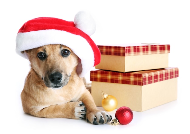 Piccolo e simpatico cane divertente con cappello da Babbo Natale con scatole e giocattoli di Natale, isolato su bianco