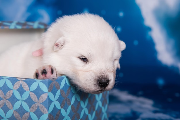 Piccolo e soffice cucciolo di cane Samoiedo bianco in una confezione regalo di fronte a uno sfondo blu