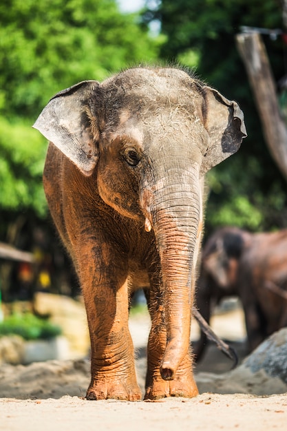 Piccolo elefante con macchie di fango