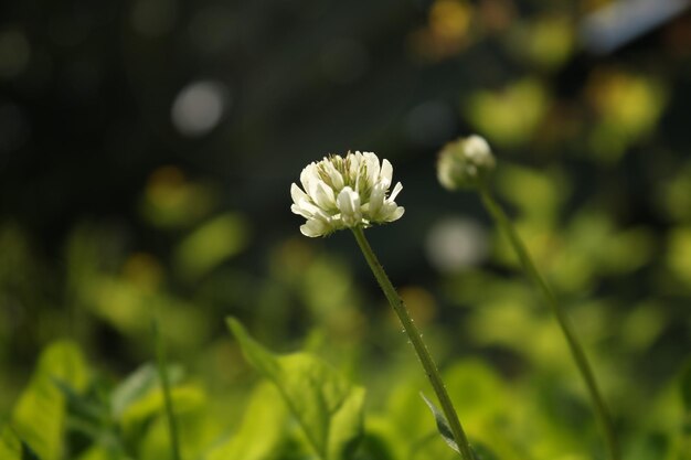 Piccolo fiore bianco con sfondo sfocato nel giardino verde