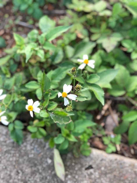 Piccolo fiore bianco con sfondo sfocato