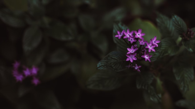 Piccolo fiore bianco porpora con foglie tropicali, struttura astratta delle foglie verdi, fondo della natura