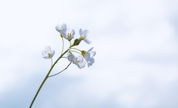 Piccolo fiore bianco su sfondo blu