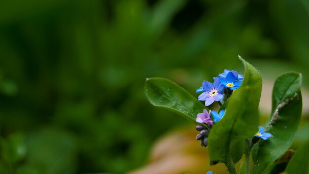 piccolo fiore blu in giardino