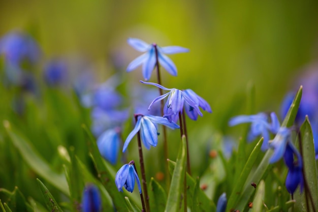 Piccolo fiore blu Scilla siberica in primavera fotografia macro Fiore di squill siberiano in fiore