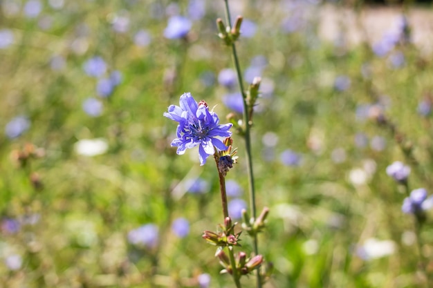 Piccolo fiore blu tra il primo piano delle foglie verdi