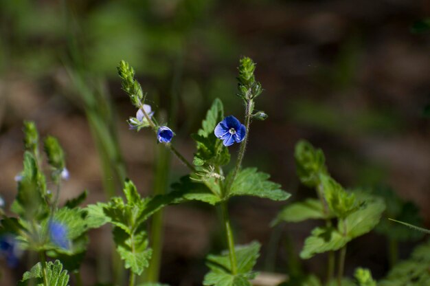 Piccolo fiore blu Veronica Oakwood Veronica chamaedrys L maggio mattina