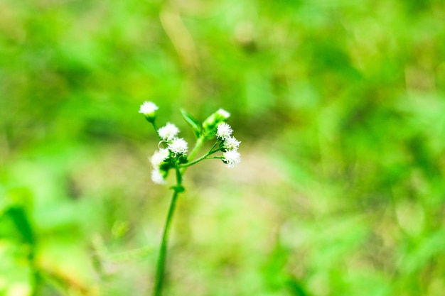 Piccolo fiore di erba bianca