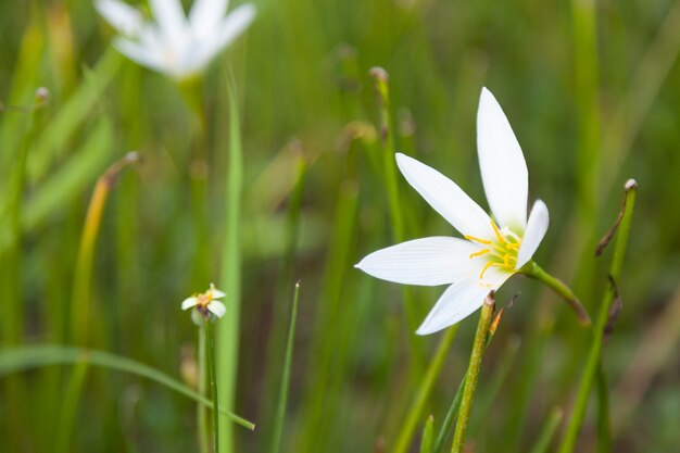 Piccolo fiore di erba