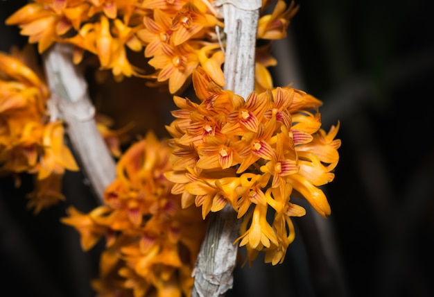 piccolo fiore di orchidea Dendrobium arancione