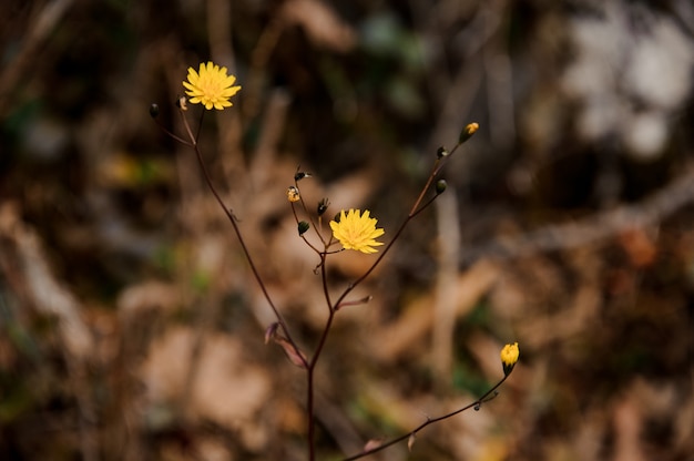 Piccolo fiore giallo cresce solo tra l'erba secca. Concezione della primavera, nuova vita nella natura.