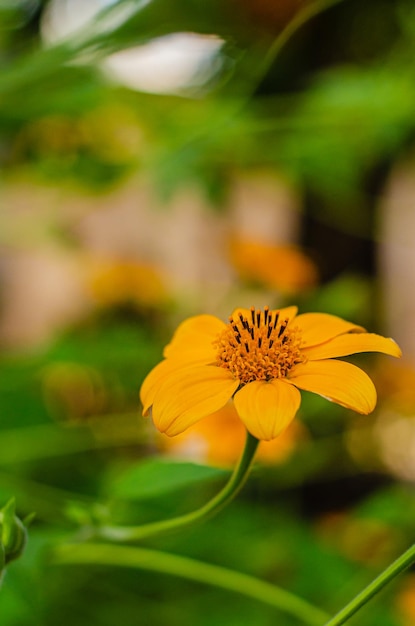 piccolo fiore giallo in giardino