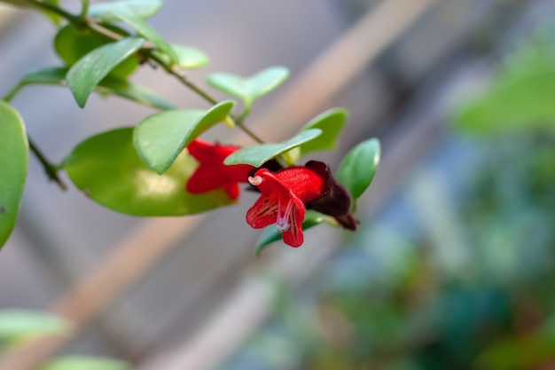 Piccolo fiore rosso a campana con foglie verdi. Gli stami sporgono. Messa a fuoco selettiva sul fiore, lo sfondo è sfocato.
