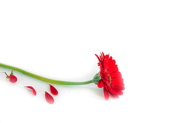 Piccolo fiore rosso della gerbera su un fondo bianco in un vaso