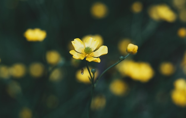 Piccolo fiore su sfondo verde