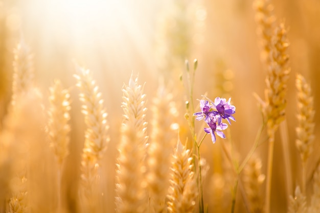 Piccolo fiore viola tra punte dorate di grano maturo. Spighe di grano dorato da vicino