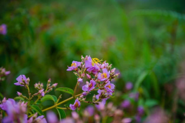 piccolo fiore viola