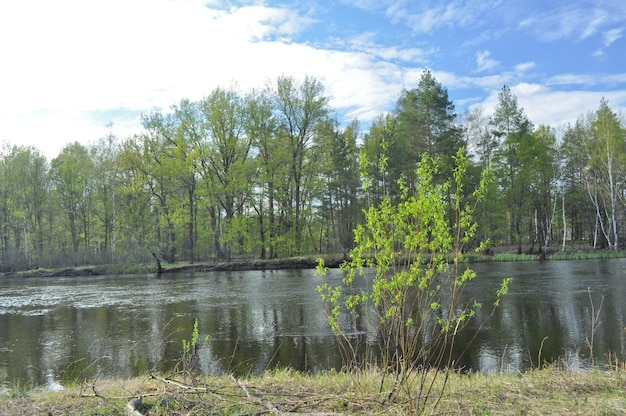 Piccolo fiume nella foresta di maggio