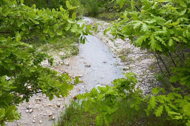 Piccolo fiume nella foresta