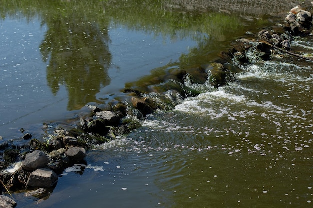 Piccolo fiume tra cespugli e alberi