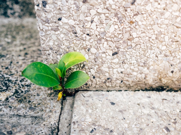 Piccolo forte germoglio che cresce in un angolo di terreno in cemento.