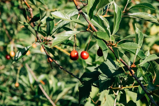 Piccolo frutto giovane ciliegia in una luminosa giornata di sole