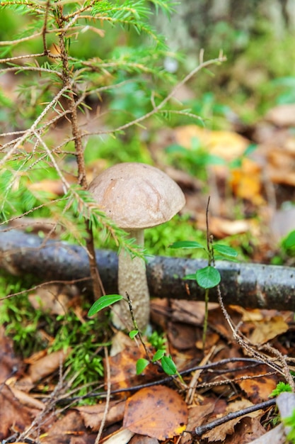 Piccolo fungo commestibile con cappuccio marrone Penny Bun leccinum in muschio sfondo foresta autunnale Fungo nell'ambiente naturale Macro grande fungo primo piano Inspirational paesaggio autunnale estivo naturale