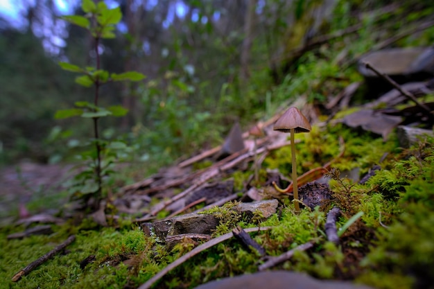 Piccolo fungo di bosco nel suo ambiente naturale piccolo e bello