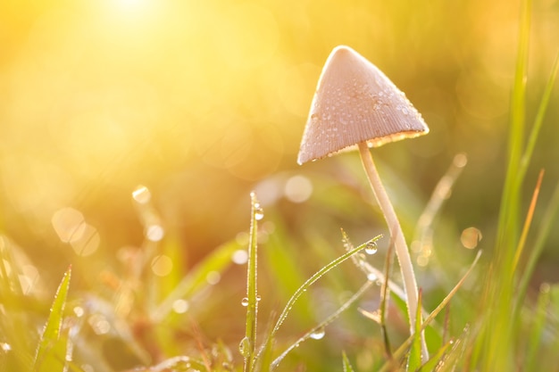 Piccolo fungo marcio sul campo verde di mattina