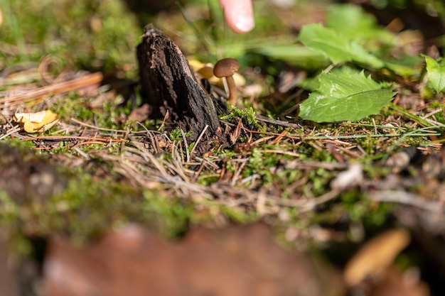 Piccolo fungo nel fogliame autunnale nel parco