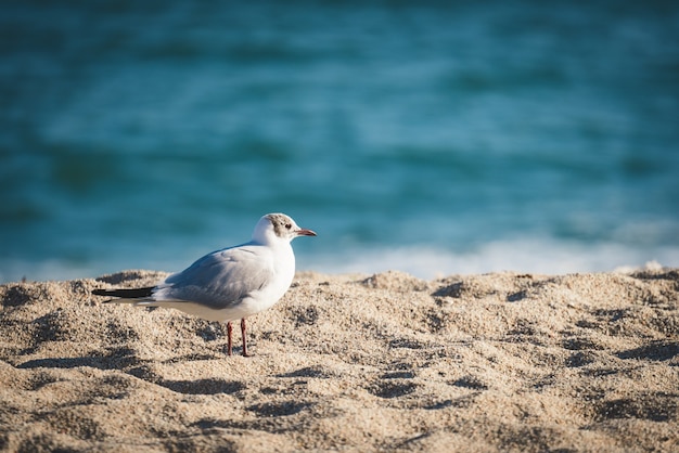 Piccolo gabbiano mediterraneo che si riposa sulla sabbia della spiaggia